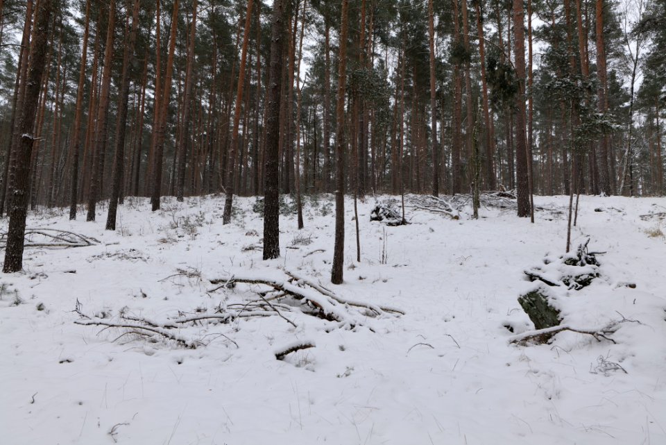 Forest around Wietkiekenberg Ferch with snow 2021-02-07 11