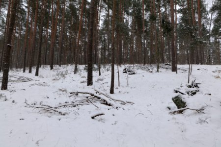 Forest around Wietkiekenberg Ferch with snow 2021-02-07 11