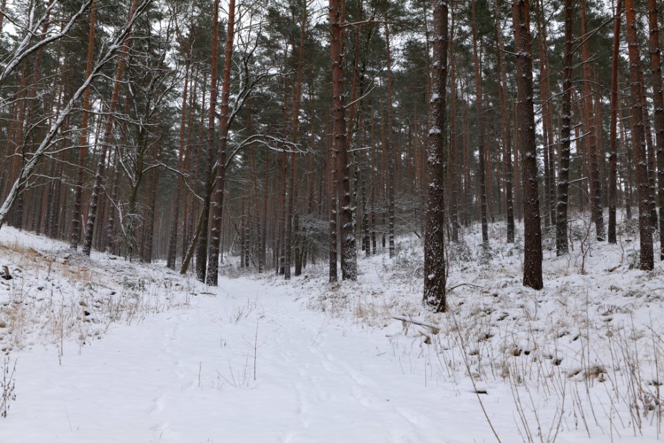 Forest around Wietkiekenberg Ferch with snow 2021-02-07 20