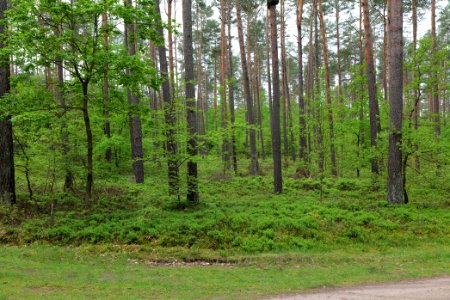 Forest Himmelpfort 2021-05-29 22
