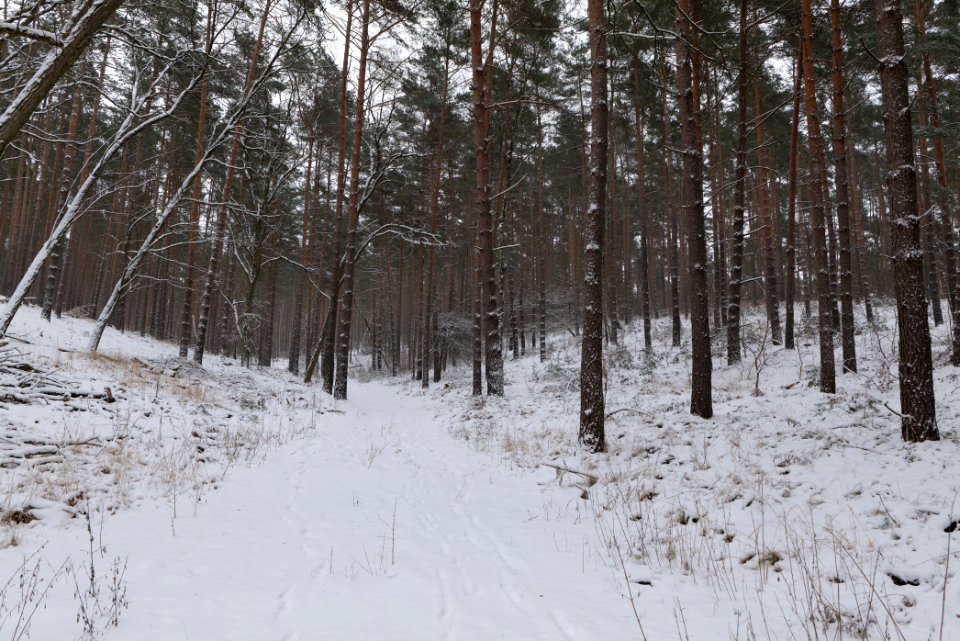 Forest around Wietkiekenberg Ferch with snow 2021-02-07 19