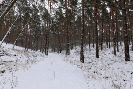 Forest around Wietkiekenberg Ferch with snow 2021-02-07 19