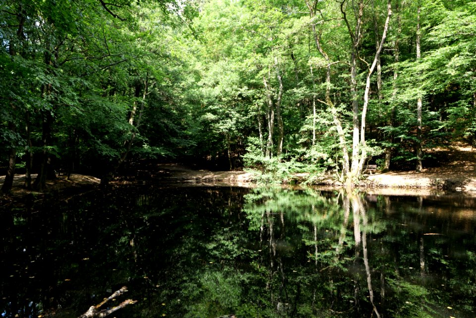 Forellenweiher Reichenbach Taunus 2020-08-18 06