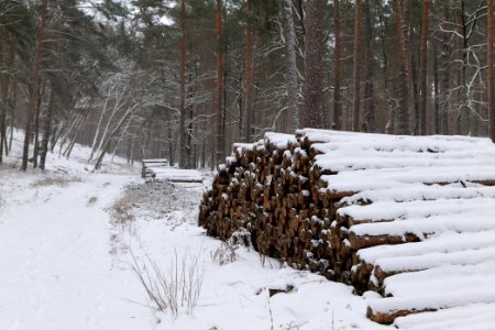 Forest around Wietkiekenberg Ferch with snow 2021-02-07 15