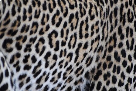 Big cat wildcat nature