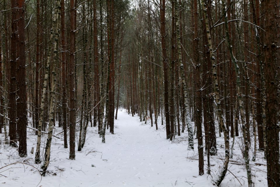 Forest around Wietkiekenberg Ferch with snow 2021-02-07 72