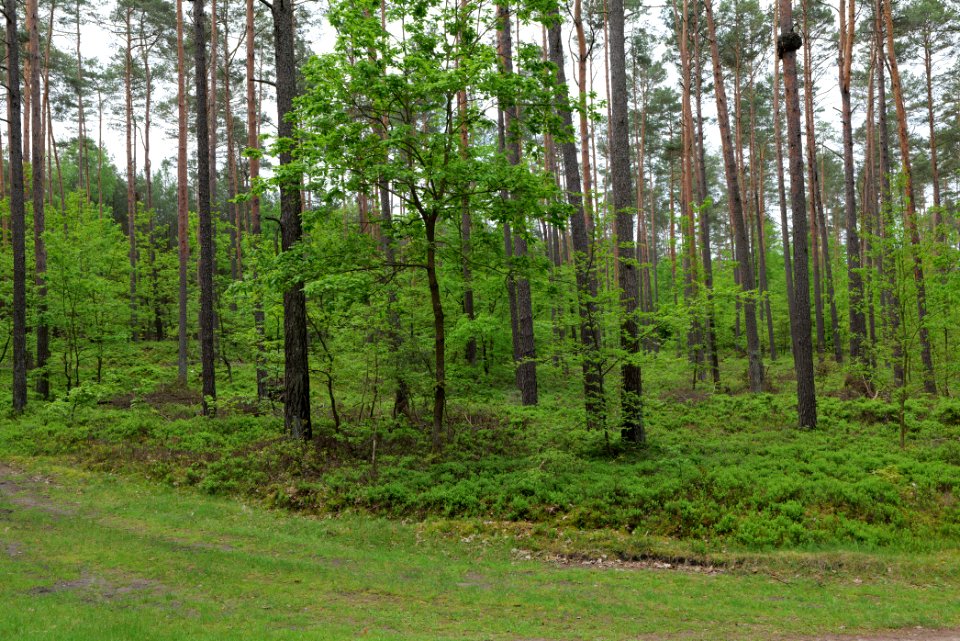 Forest Himmelpfort 2021-05-29 20