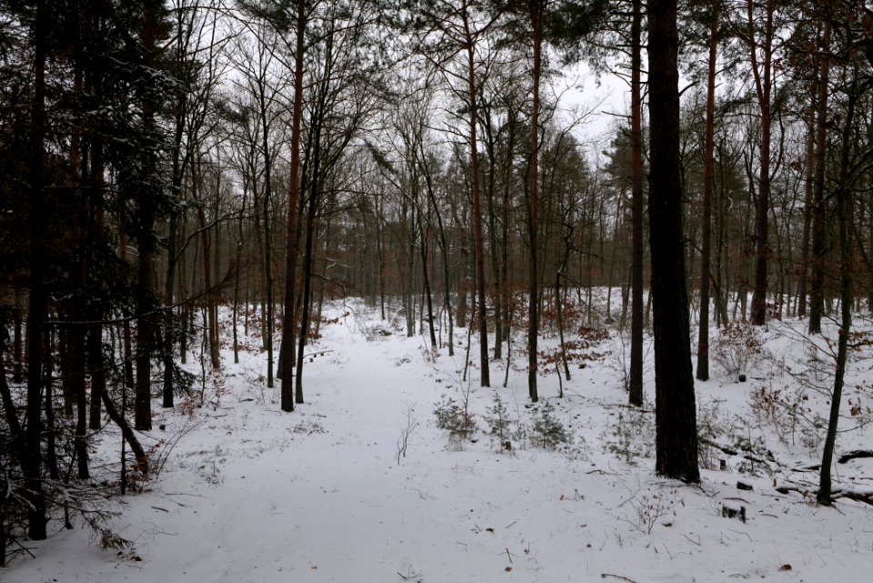 Forest around Wietkiekenberg Ferch with snow 2021-02-07 73