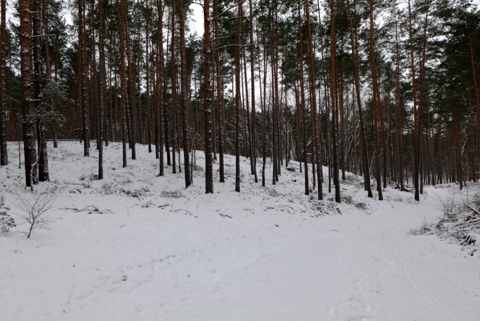 Forest around Wietkiekenberg Ferch with snow 2021-02-07 28