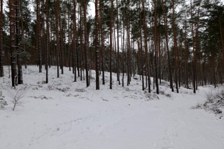 Forest around Wietkiekenberg Ferch with snow 2021-02-07 28