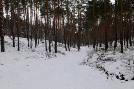 Forest around Wietkiekenberg Ferch with snow 2021-02-07 25