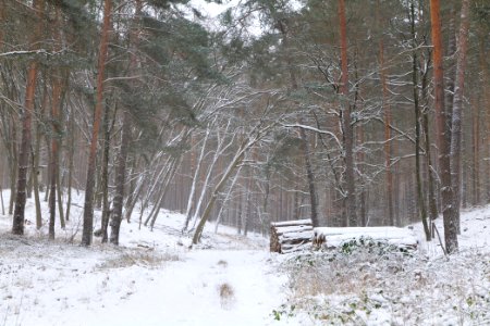 Forest around Wietkiekenberg Ferch with snow 2021-02-07 17