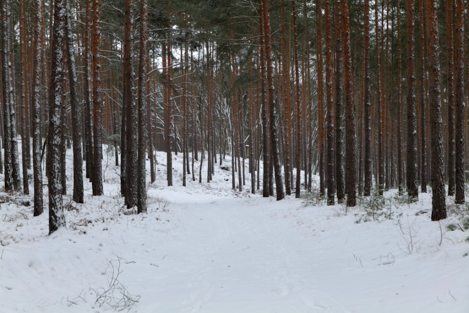 Forest around Wietkiekenberg Ferch with snow 2021-02-07 30