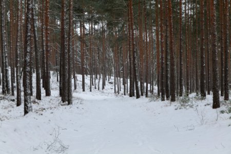 Forest around Wietkiekenberg Ferch with snow 2021-02-07 30