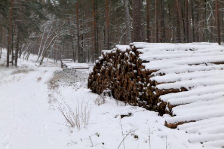 Forest around Wietkiekenberg Ferch with snow 2021-02-07 16