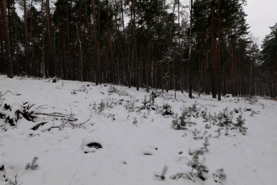 Forest around Wietkiekenberg Ferch with snow 2021-02-07 06