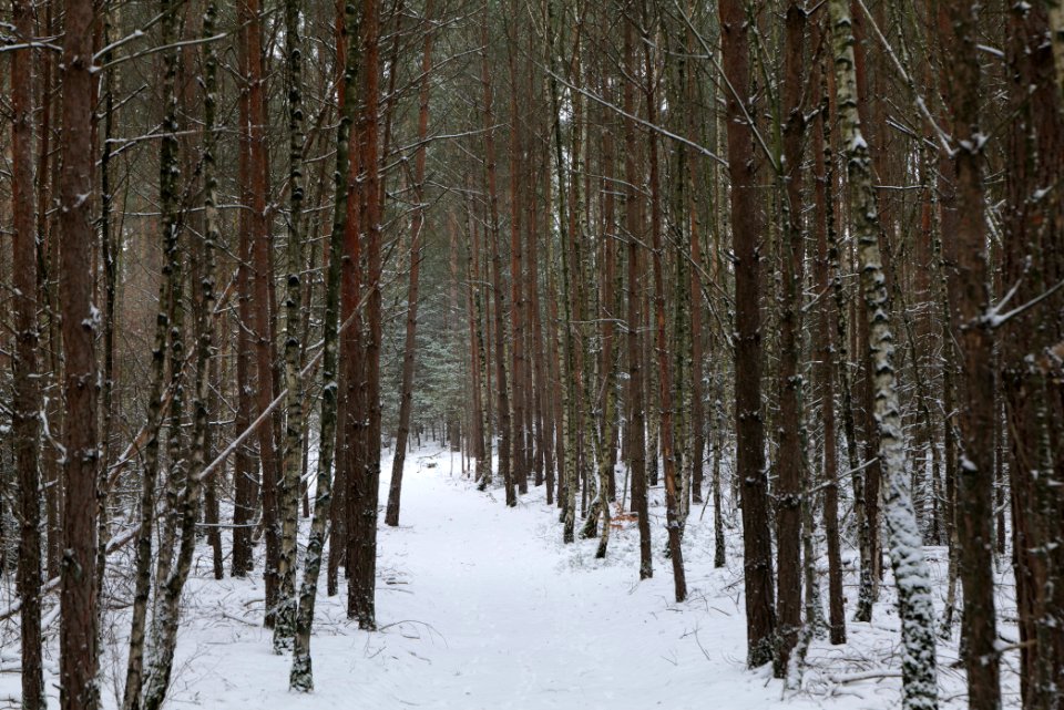 Forest around Wietkiekenberg Ferch with snow 2021-02-07 71