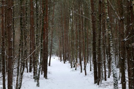 Forest around Wietkiekenberg Ferch with snow 2021-02-07 71