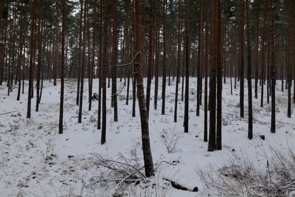 Forest around Wietkiekenberg Ferch with snow 2021-02-07 05