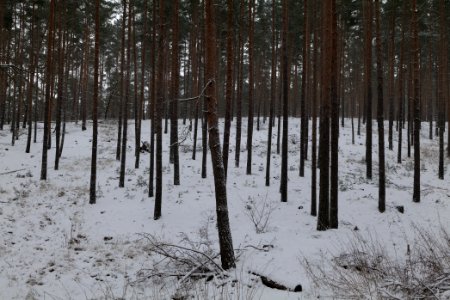 Forest around Wietkiekenberg Ferch with snow 2021-02-07 05