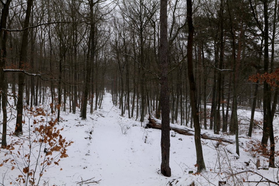 Forest around Wietkiekenberg Ferch with snow 2021-02-07 77