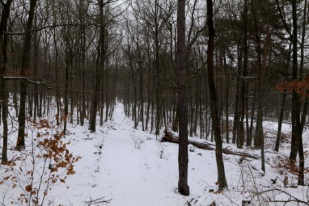 Forest around Wietkiekenberg Ferch with snow 2021-02-07 77