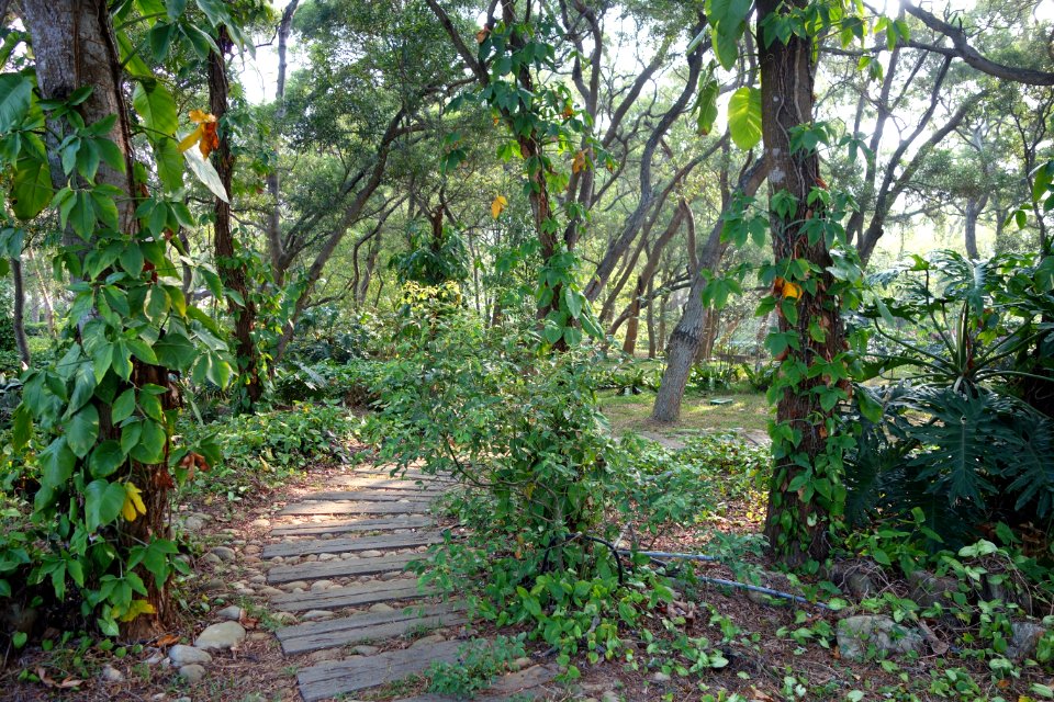 Forest - Tunghai University - DSC01777