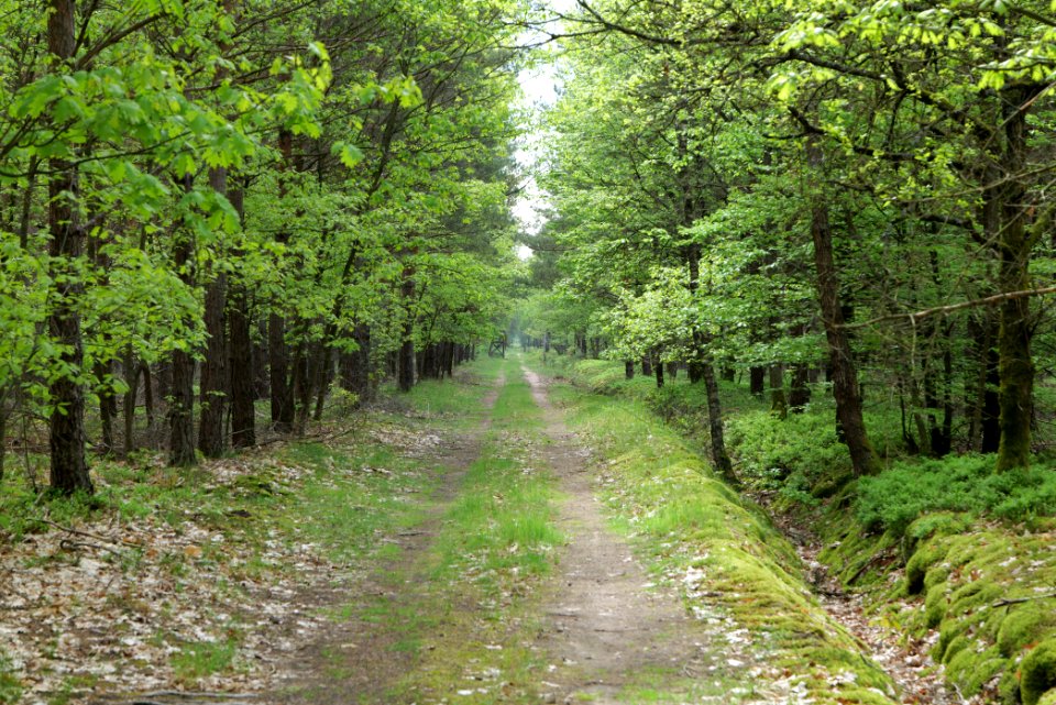 Forest Himmelpfort 2021-05-29 58