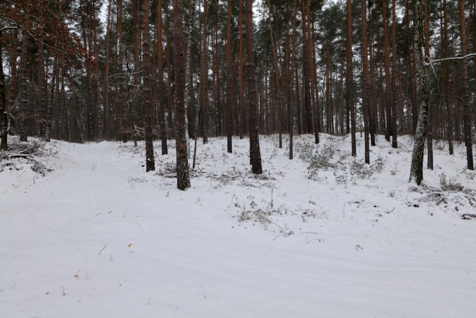 Forest around Wietkiekenberg Ferch with snow 2021-02-07 13