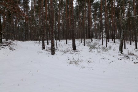 Forest around Wietkiekenberg Ferch with snow 2021-02-07 13