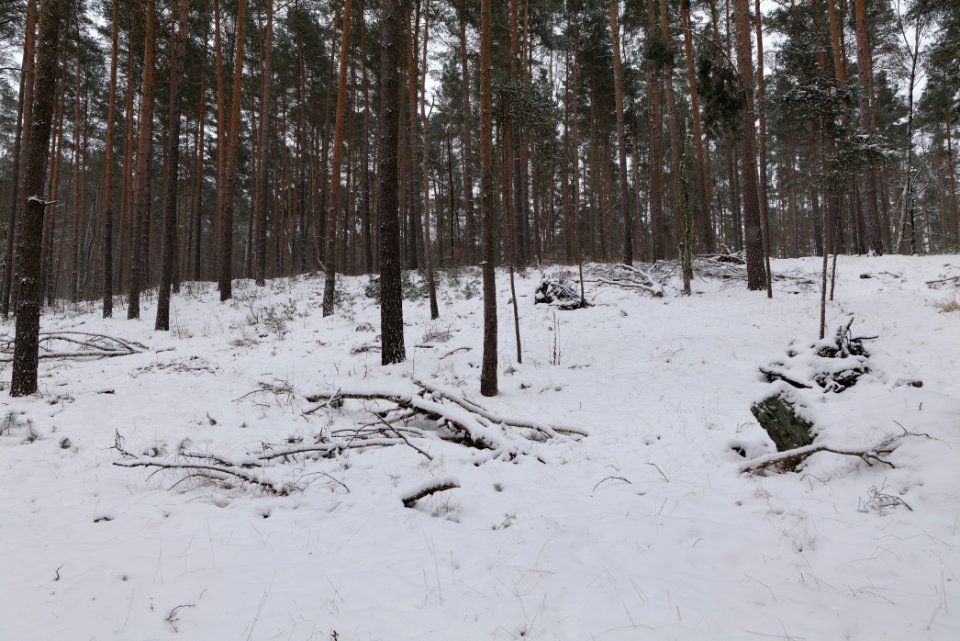 Forest around Wietkiekenberg Ferch with snow 2021-02-07 12