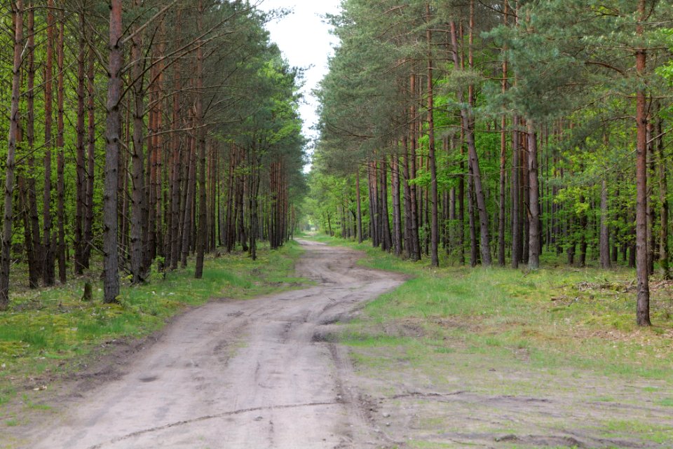 Forest Himmelpfort 2021-05-29 55