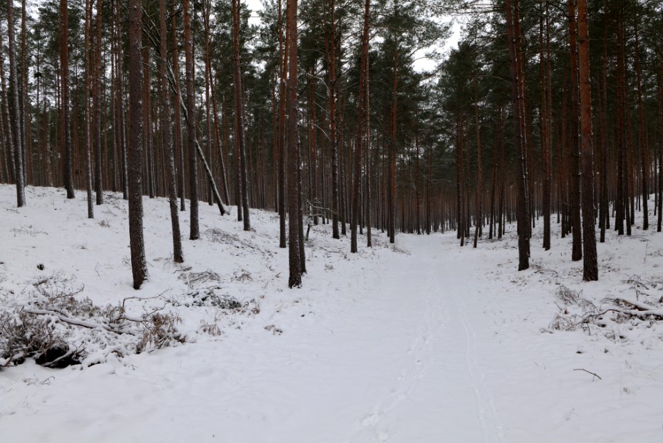 Forest around Wietkiekenberg Ferch with snow 2021-02-07 31