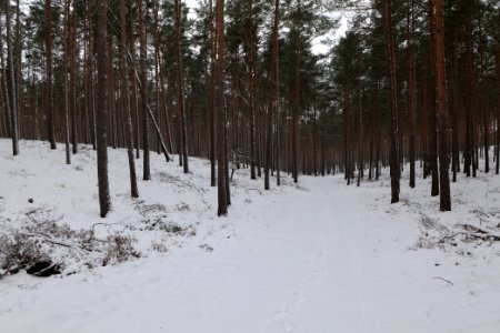 Forest around Wietkiekenberg Ferch with snow 2021-02-07 31