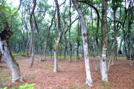 Forest - Tunghai University - DSC01427