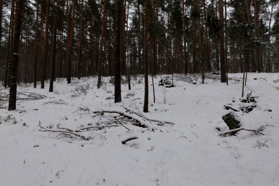 Forest around Wietkiekenberg Ferch with snow 2021-02-07 10