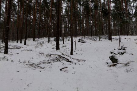 Forest around Wietkiekenberg Ferch with snow 2021-02-07 10
