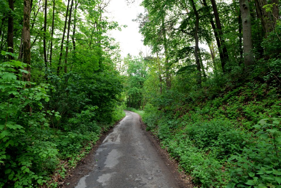 Forest Himmelpfort 2021-05-29 03