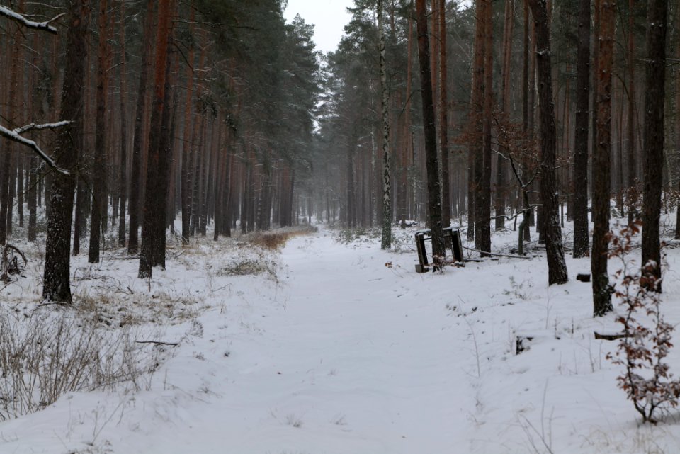 Forest around Wietkiekenberg Ferch with snow 2021-02-07 02