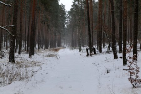Forest around Wietkiekenberg Ferch with snow 2021-02-07 02