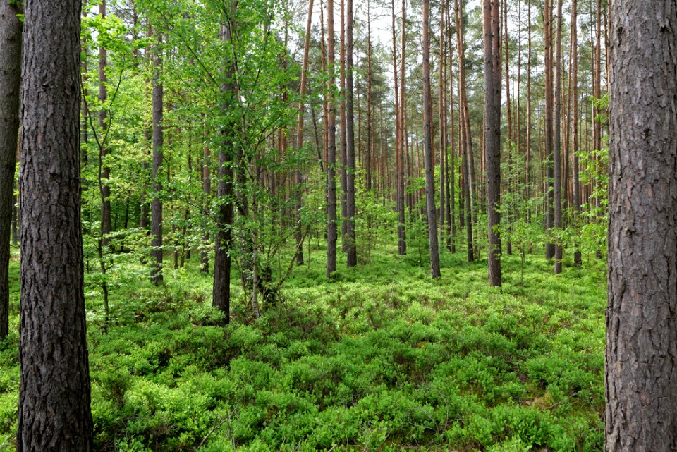 Forest Himmelpfort 2021-05-29 47