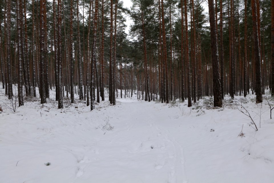 Forest around Wietkiekenberg Ferch with snow 2021-02-07 29