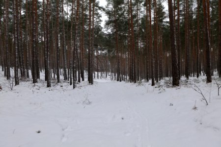 Forest around Wietkiekenberg Ferch with snow 2021-02-07 29