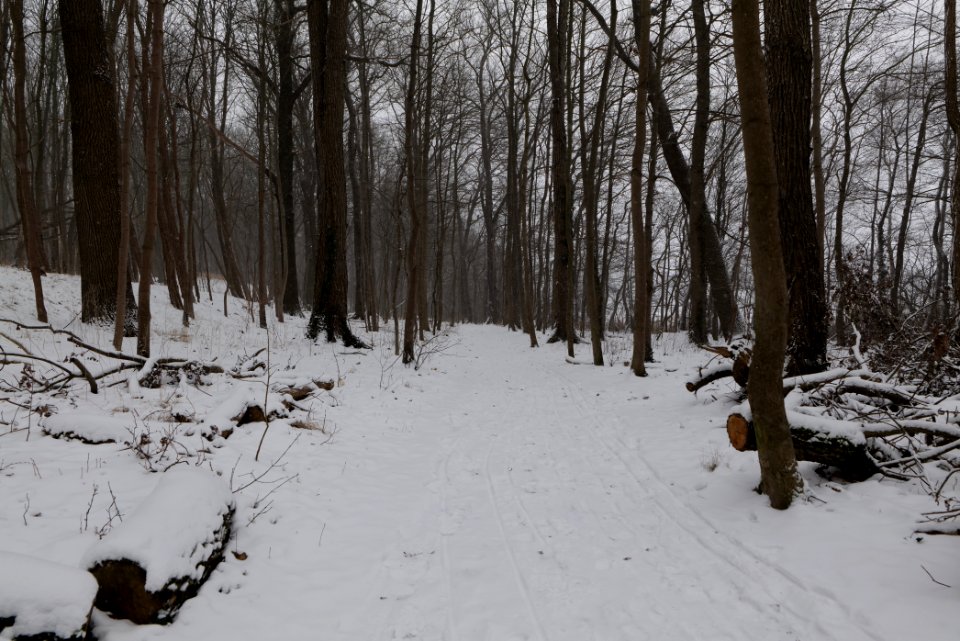 Forest Caputh with snow 2021-02-07 26