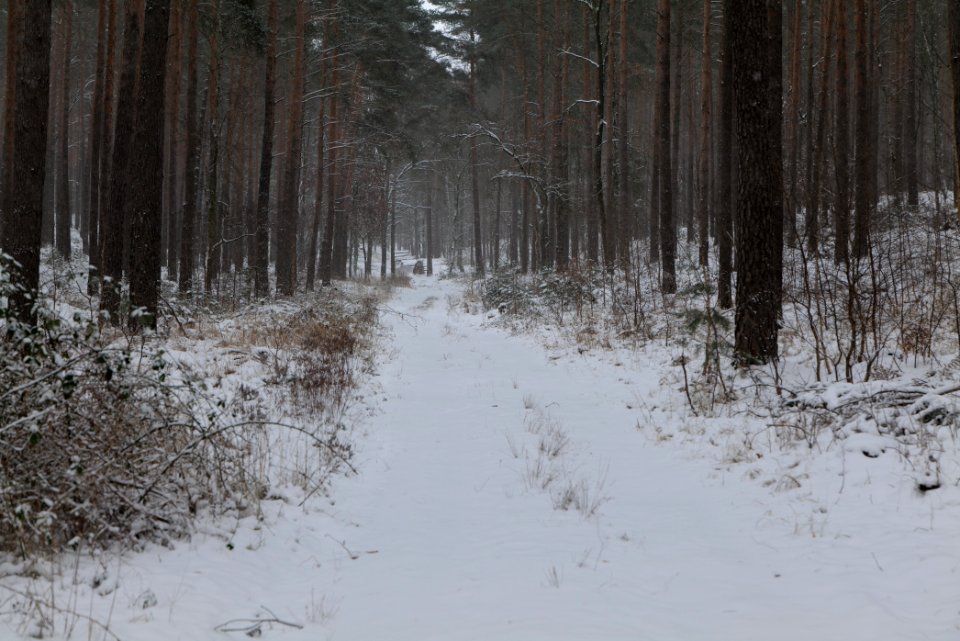 Forest around Wietkiekenberg Ferch with snow 2021-02-07 09