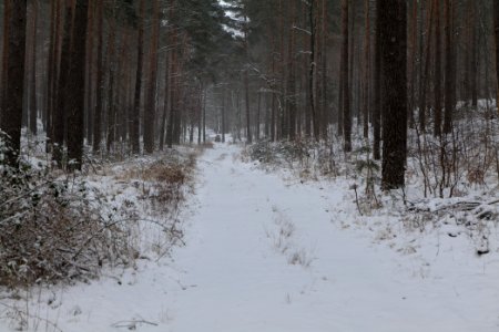 Forest around Wietkiekenberg Ferch with snow 2021-02-07 09
