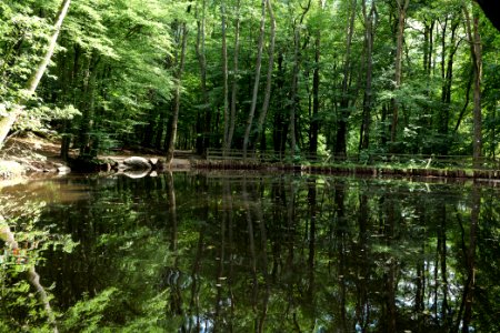 Forellenweiher Reichenbach Taunus 2020-08-18 04