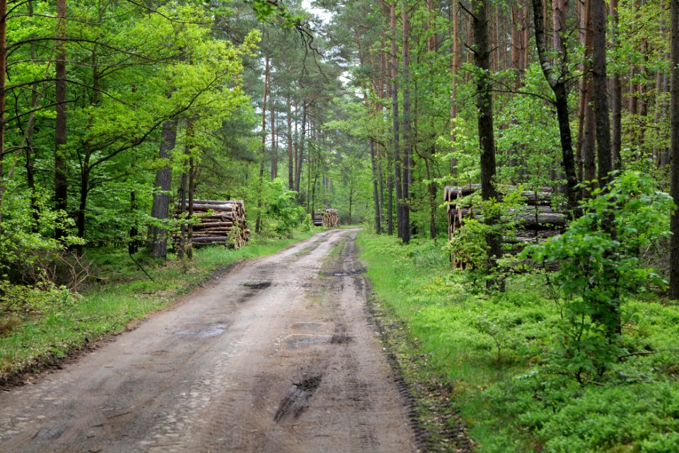Forest Himmelpfort 2021-05-29 36
