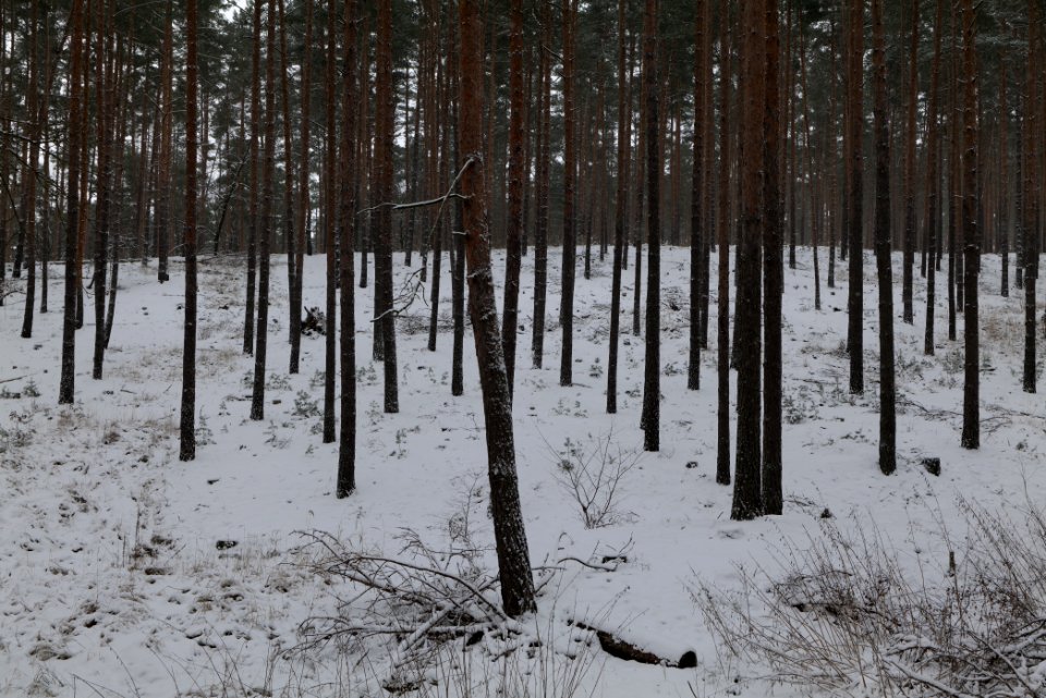 Forest around Wietkiekenberg Ferch with snow 2021-02-07 04