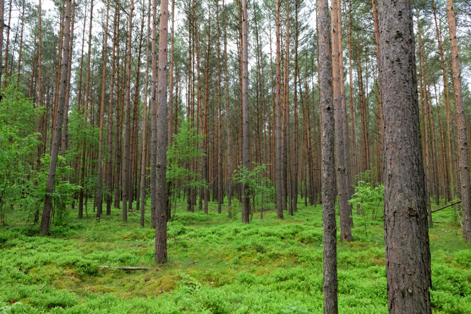 Forest Himmelpfort 2021-05-29 33